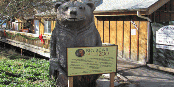 Field trip to Big Bear Alpine Zoo