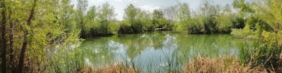 Field trip to Chino Creek Wetlands & Educational Park