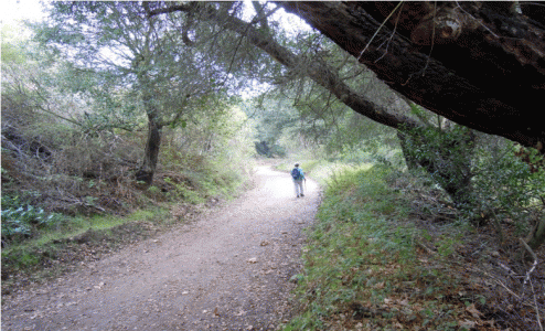 Field trip to Crystal Cove State Park