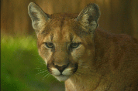 Field trip to Orange County Zoo