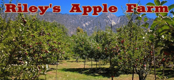 Field trip to Riley's Apple Farm