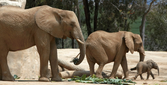 Field trip to San Diego Zoo Safari Park