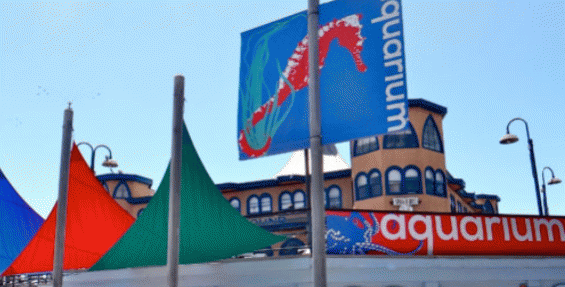 Field trip to Santa Monica Pier Aquarium