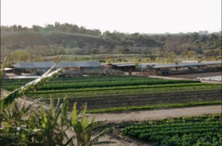 Field trip to Tanaka Farms