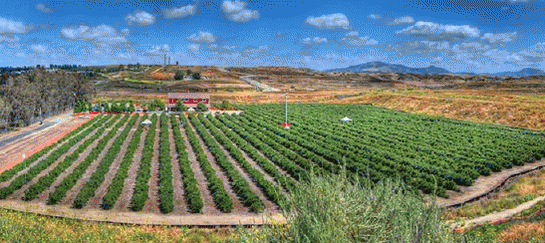 Field trip to Temecula Berry Company